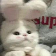 Seque