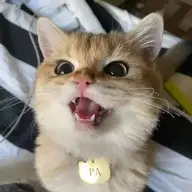 Erichia