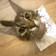 azazawtxf