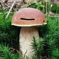 Gribav